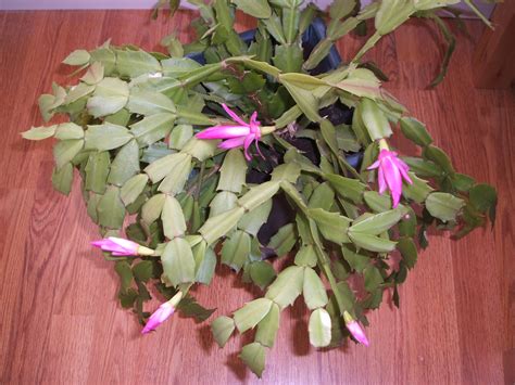 Fileflowering Christmas Cactus Wikimedia Commons