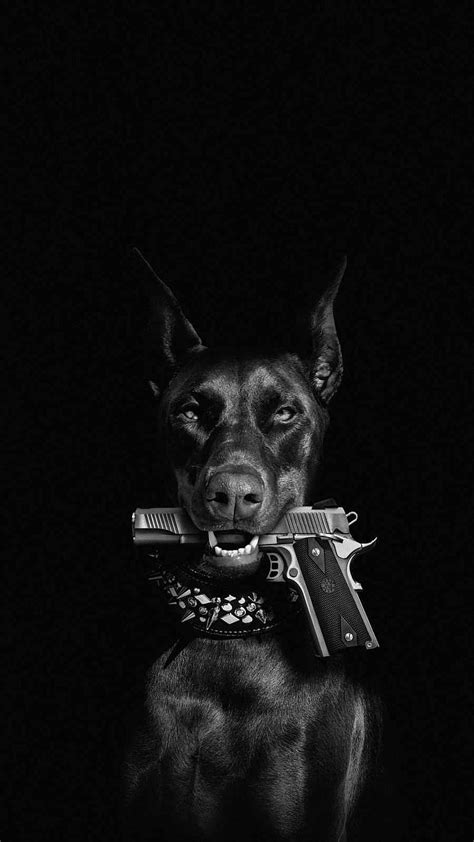 Dog With Gun Perro Black Dogs Pitbull Barking Iphone Hd Phone
