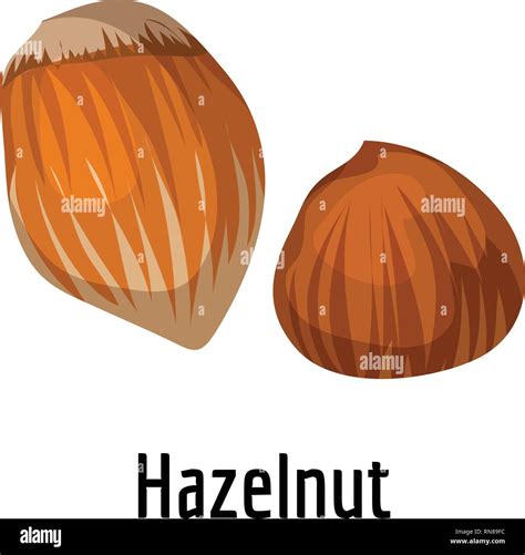 Hazelnut Icon Cartoon Of Hazelnut Vector Icon For Web Design Isolated