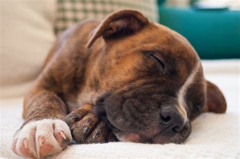 Dogs with tiger stripes are called brindles. White Tiger Stripe Pitbull : Different Pitbull Colors Blue ...