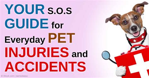 8 Quick Tips For Treating Minor Pet Injuries And Illnesses