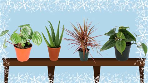 19 Best Winter Indoor Plants To Brighten Up Your Home First For Women