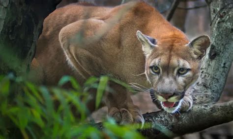 Idaho Mountain Lion Hunting Everything You Need To Know