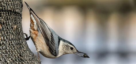 Types Of Nuthatches In Alberta 2 Species Bird Watching Hq