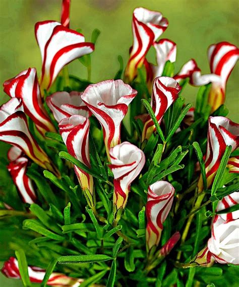 Beautiful field of spring flowers with narcissus, tulips and muscari. Beautiful Exotic Flowers That Look Like They're from ...