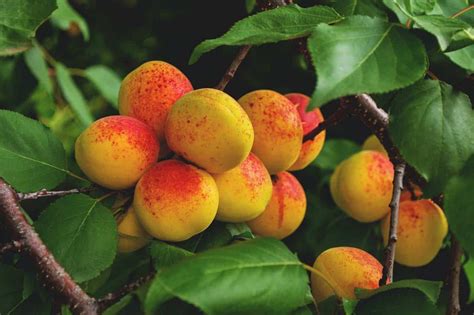 Growing Apricots Planting Guide Care Problems And Harvest Growing