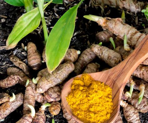 Tips For Growing Turmeric At Home Garden Lovers