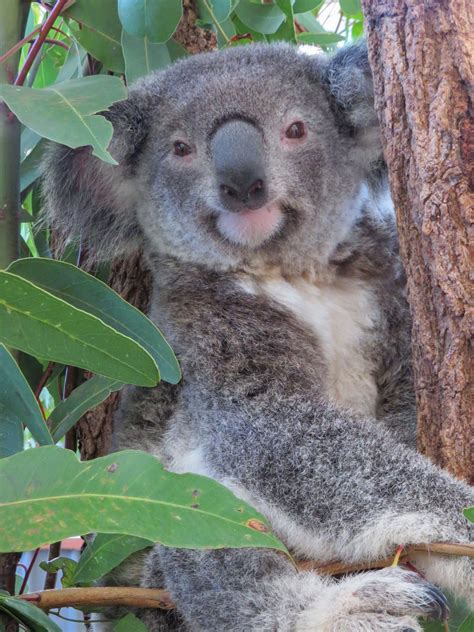 Adopt Kia Australian Koala Foundation