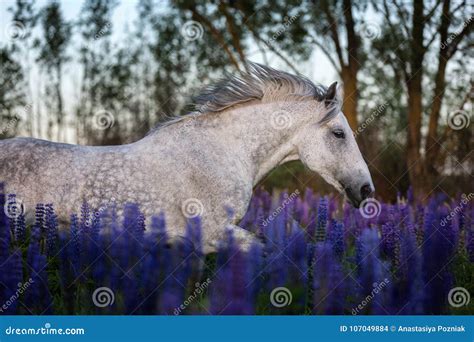 Arabian Horse Running Free On A Flower Meadow Stock Photo Image Of