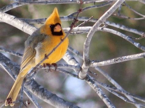 Rare Yellow Cardinal Bird Spotted In Illinois Birds And Blooms