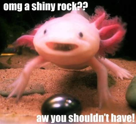 Pin By Squishable On Cute Things That We Like Axolotl Axolotl Cute