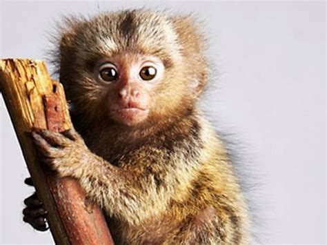 Marmoset Wallpapers High Quality Download Free