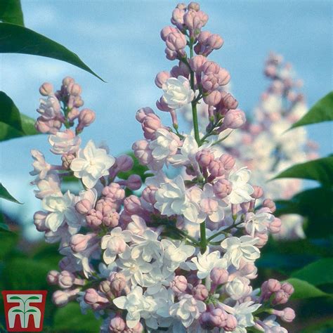 But to admire the blossoming beauty in moscow it is possible in the lilac garden. Lilac 'Beauty of Moscow' plants | Thompson & Morgan