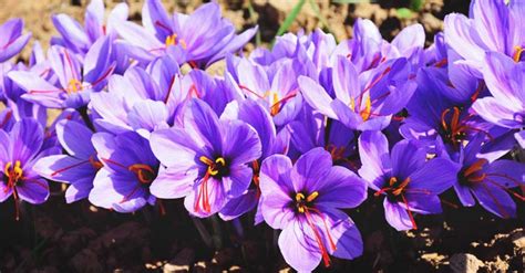 Growing Saffron A Complete Guide To Planting And Taking Care Of