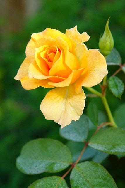 Pretty Roses Stunning Nature