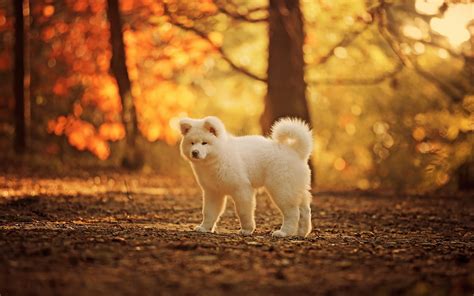 Cute White Dog Autumn Trees Wallpaper Animals Wallpaper Better