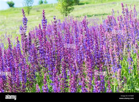 Wild Sage Growing On The Hill In Summer Stock Photo Alamy