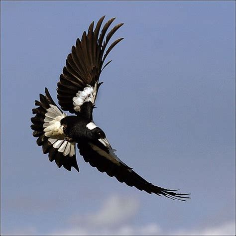 Swooping Magpie Australian Birds Magpie Magpie Art
