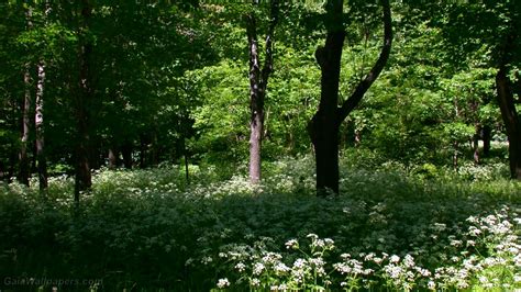 Spring Forest Desktop Wallpapers Top Free Spring Forest Desktop