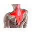 Trapezius Muscle Anatomy And Function