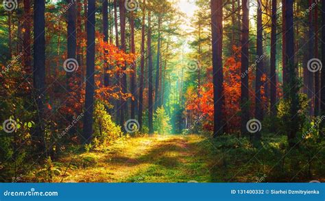 Autumn Nature Landscape Of Colorful Forest Stock Photo Image Of