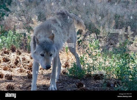 Gray Wolf In Colorado Stock Photo Alamy