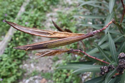 Nerium Oleander Fruit And Seeds Photograph By Yvonne Ayoub