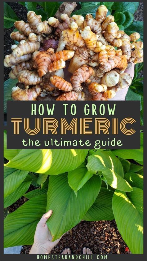 How To Grow Turmeric In Containers In Any Zone ~ Homestead And Chill