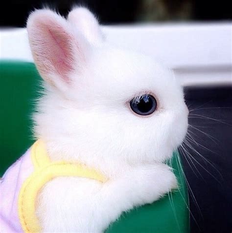 White Baby Bunny With Images Cute Baby Bunnies Cute
