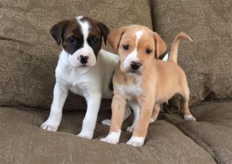 These playful boxer puppies are intelligent & friendly. Two adorable Boxer puppies for adoption Offer