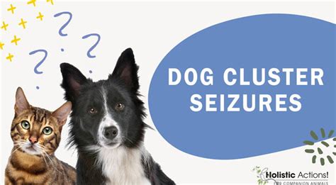 How To Manage Cluster Seizures In Dogs Holisticactions