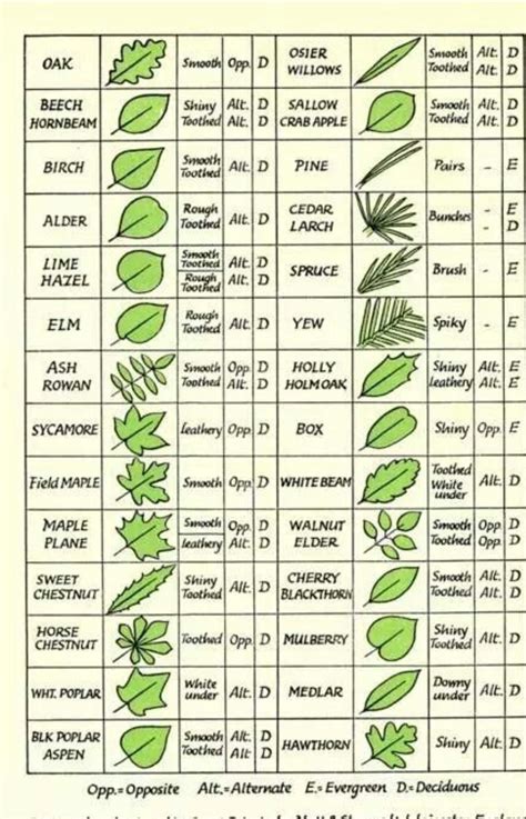 Tree Identification Guide Rcoolguides
