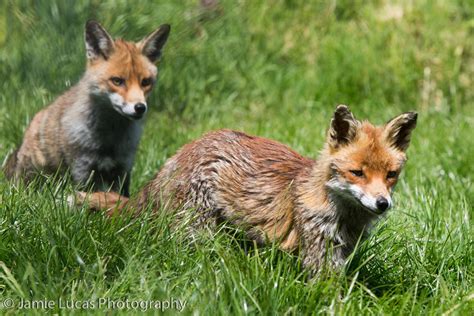 European Red Foxes Zoochat