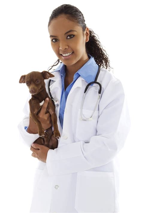 The 4 types of Veterinarians - Steves Real Food