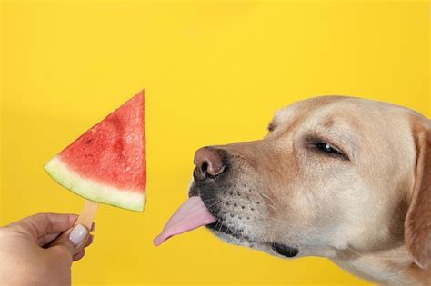 Premium Photo Dog Sticking Out Tongue Licking Watermelon