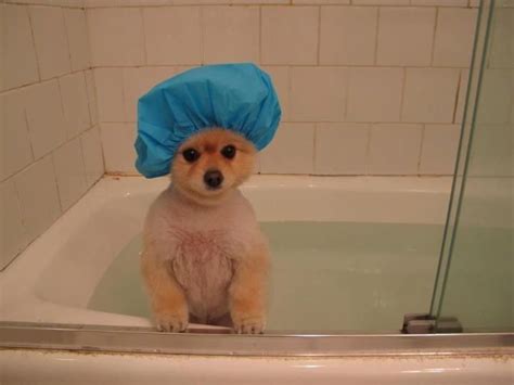 Shower Cap Bath Pom Puppy Shower Cute Puppies Funny Animal Pictures