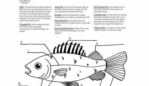 8 Best Images of Fish Labeling Worksheet - Internal Fish Anatomy