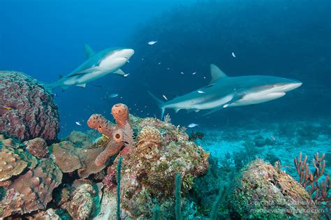 Caribbean Reef Shark Cuba 026762 Matthew Meier Photography
