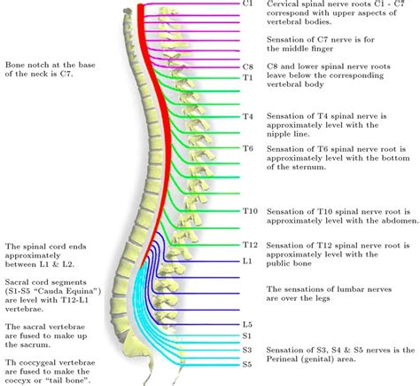 Spinal Cord Nerve Anatomy Diagram