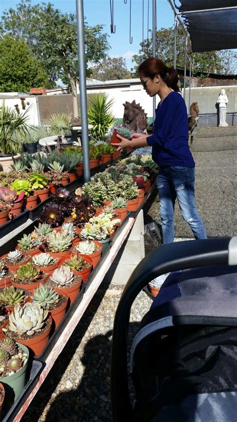 Picking Up Succulents From The Nursery Succulents Plants Nursery