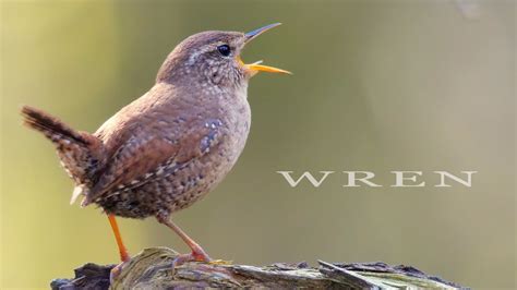 Carolina House Wren Song Micha Mabry