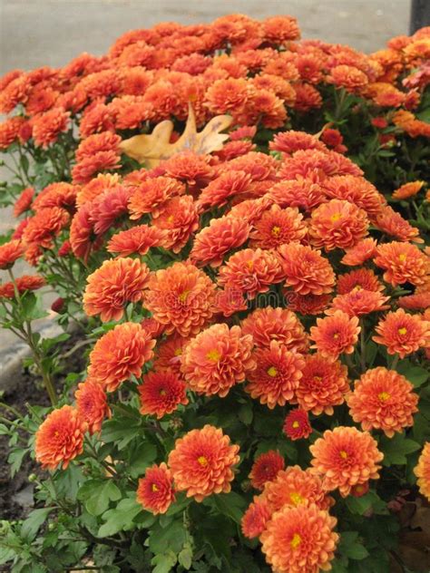 Orange Chrysanthemum Flowers Stock Photo Image Of Bush Autumn 140682354