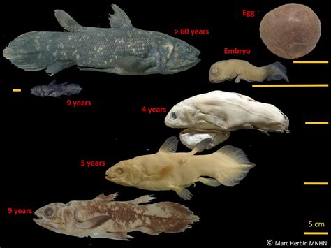 Ancient Fish Coelacanth Lives To 100 Has 5 Year Pregnancy Study