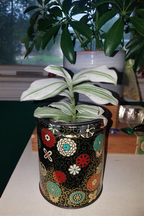 Wandering dude in full recovery, 5/18/20. Please help me to ID this gift from a friend! I dont wanna ...