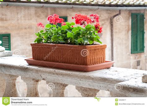Il vaso deve essere ampio, la dimensione varia anche in funzione della coltura orticola. Vaso di fiore sul balcone immagine stock. Immagine di ...