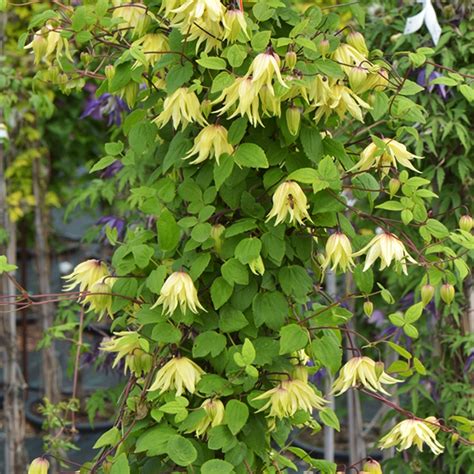 Maybe you would like to learn more about one of these? Clematis 'Golden Dream' | slovensketrvalky.sk ...