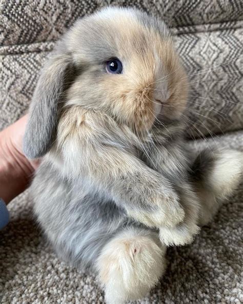 This Holland Lop Bunny Raww