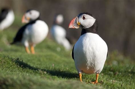 Mysterious Winter Wanderings Of Puffins Traced Live Science