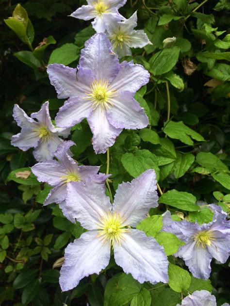 Clematis blue angel blekitny aniol. ~Clematis 'Blekitny Aniol' (Blue Angel) in my garden ...