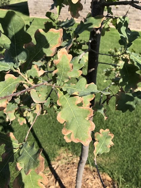 Newly Planted Oak Trees Leaves Turning Brown Around Edges Texags